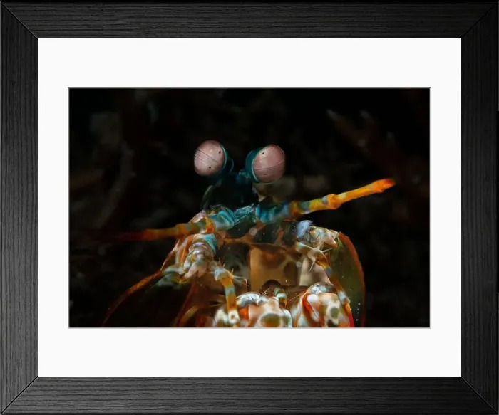 Framed Print : Macro life - Bangka Island Framed Print : Macro life - Bangka Island