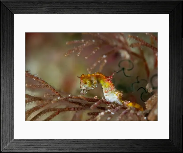 Framed Print : Macro life - Bangka Island Framed Print : Macro life - Bangka Island