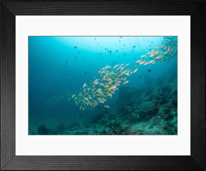 Framed Print : Reefscape - Bangka Island Framed Print : Reefscape - Bangka Island