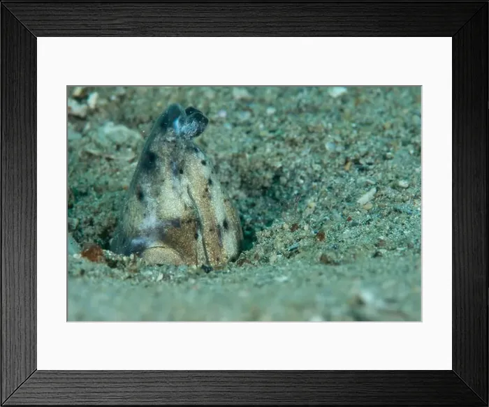 Framed Print : Macro life - Bangka Island Framed Print : Macro life - Bangka Island