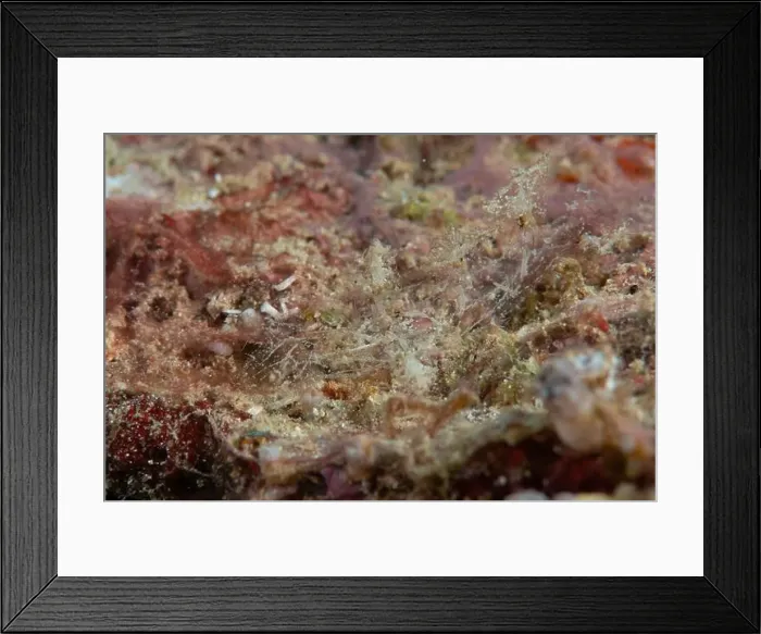 Framed Print : Melibe - Ghost Nudi Framed Print : Melibe - Ghost Nudi