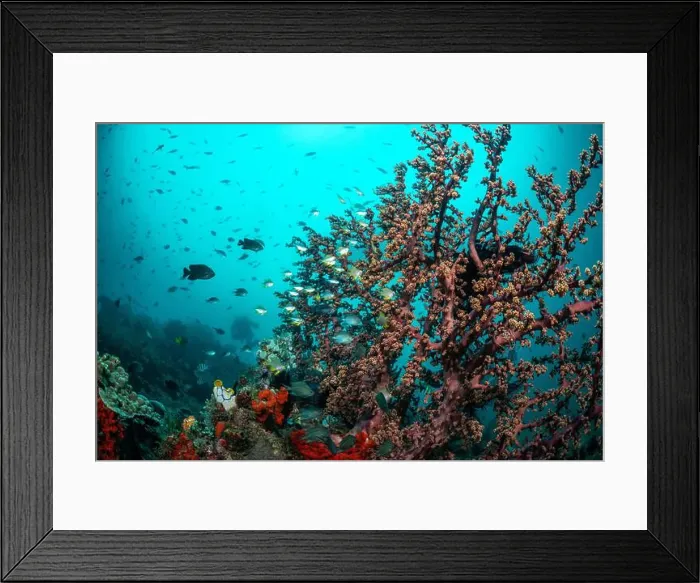 Framed Print : Reefscape - Bangka Island Framed Print : Reefscape - Bangka Island