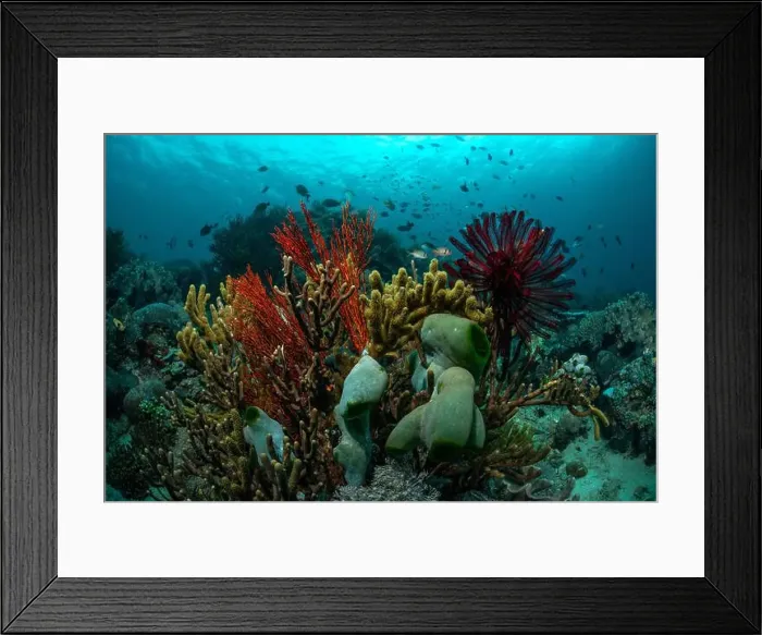 Framed Print : Reefscape - Bangka Island Framed Print : Reefscape - Bangka Island