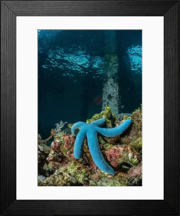 Framed Print : Reefscape - Bangka Island Framed Print : Reefscape - Bangka Island