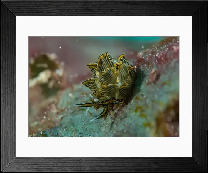 Framed Print : Macro life - Bangka Island Framed Print : Macro life - Bangka Island