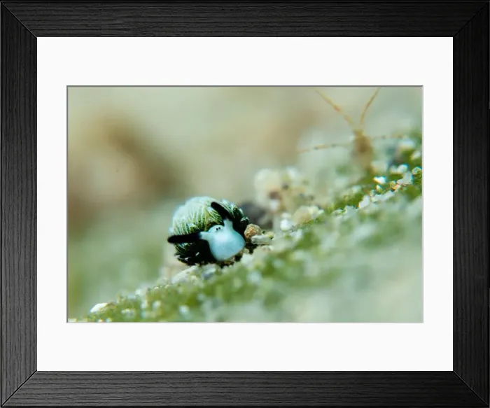 Framed Print : Macro life - Bangka Island Framed Print : Macro life - Bangka Island