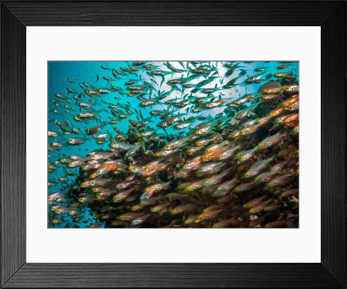 Framed Print : Reefscape - Bangka Island Framed Print : Reefscape - Bangka Island