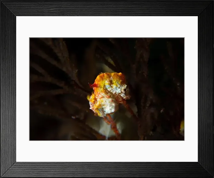 Framed Print : Macro life - Bangka Island Framed Print : Macro life - Bangka Island