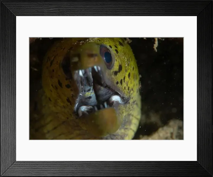 Framed Print : Macro life - Bangka Island Framed Print : Macro life - Bangka Island
