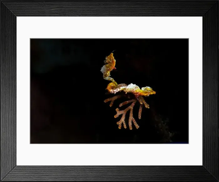 Framed Print : Macro life - Bangka Island Framed Print : Macro life - Bangka Island