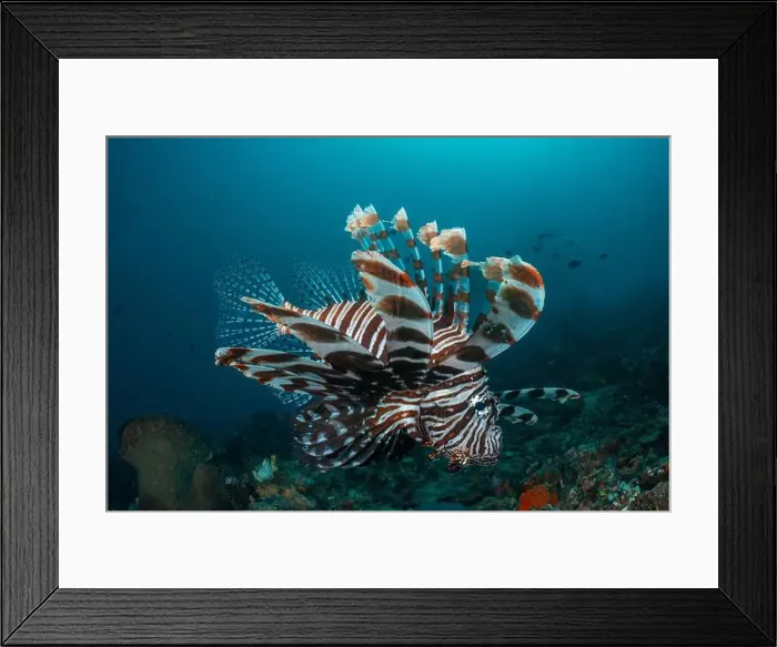 Framed Print : Reefscape - Bangka Island Framed Print : Reefscape - Bangka Island