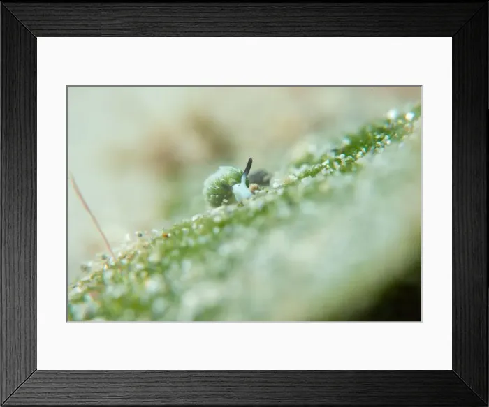 Framed Print : Macro life - Bangka Island Framed Print : Macro life - Bangka Island