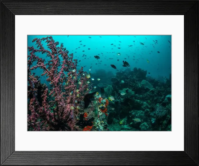 Framed Print : Reefscape - Bangka Island Framed Print : Reefscape - Bangka Island