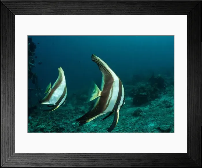 Framed Print : Reefscape - Bangka Island Framed Print : Reefscape - Bangka Island