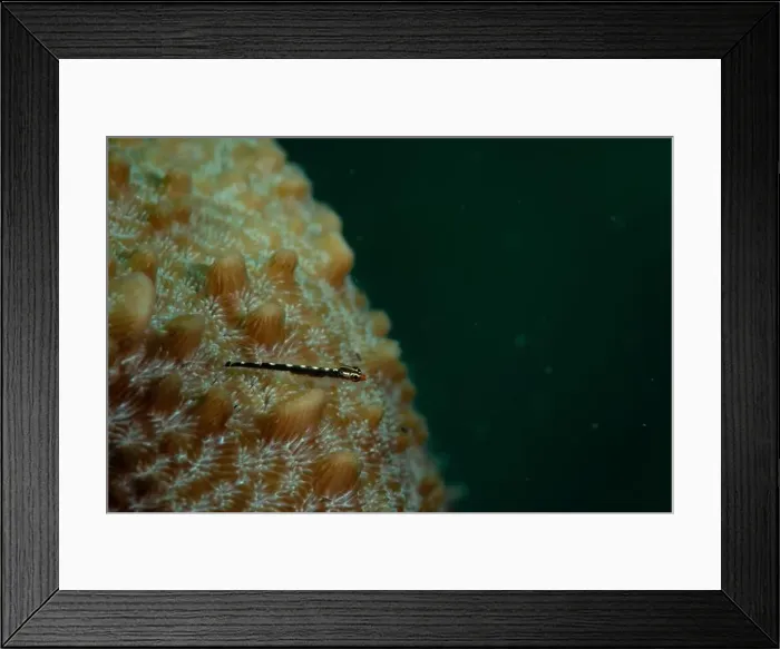 Framed Print : Macro life - Bangka Island Framed Print : Macro life - Bangka Island