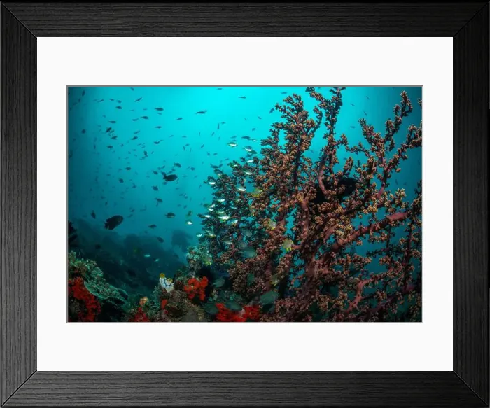 Framed Print : Reefscape - Bangka Island Framed Print : Reefscape - Bangka Island
