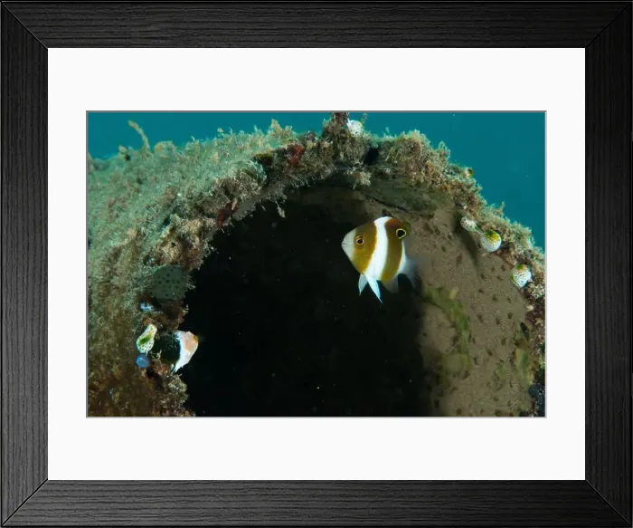 Framed Print : Macro life - Bangka Island Framed Print : Macro life - Bangka Island