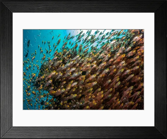 Framed Print : Reefscape - Bangka Island Framed Print : Reefscape - Bangka Island