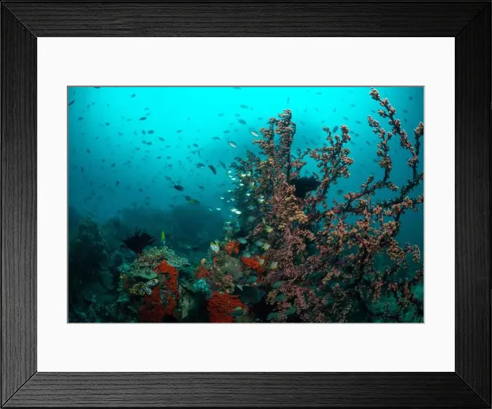 Framed Print : Reefscape - Bangka Island Framed Print : Reefscape - Bangka Island