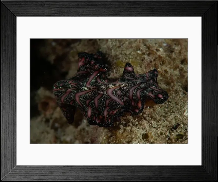 Framed Print : Macro life - Bangka Island