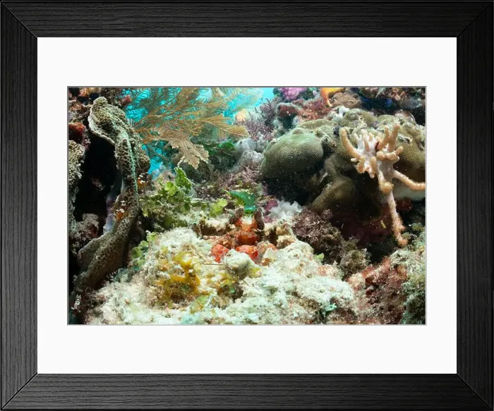 Framed Print : Reefscape - Bangka Island Framed Print : Reefscape - Bangka Island