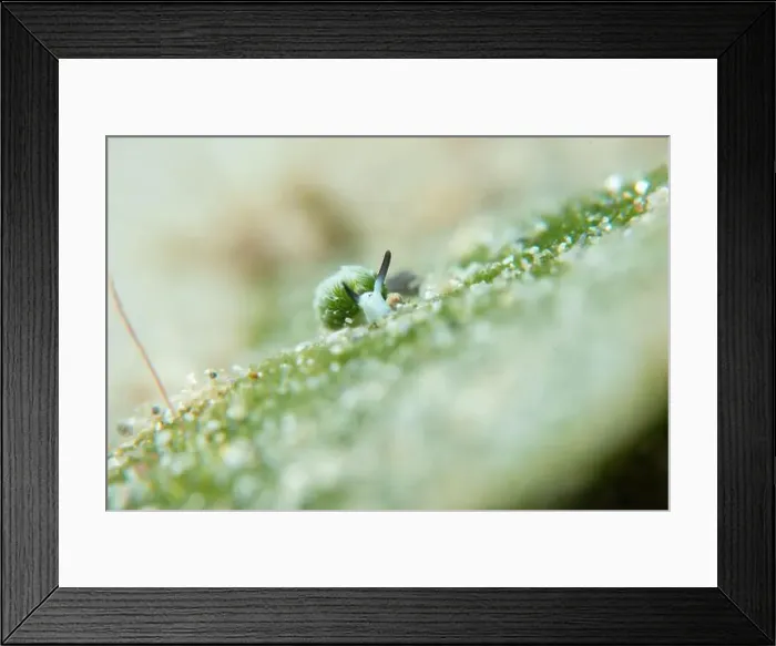 Framed Print : Macro life - Bangka Island Framed Print : Macro life - Bangka Island