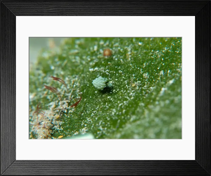 Framed Print : Macro life - Bangka Island Framed Print : Macro life - Bangka Island
