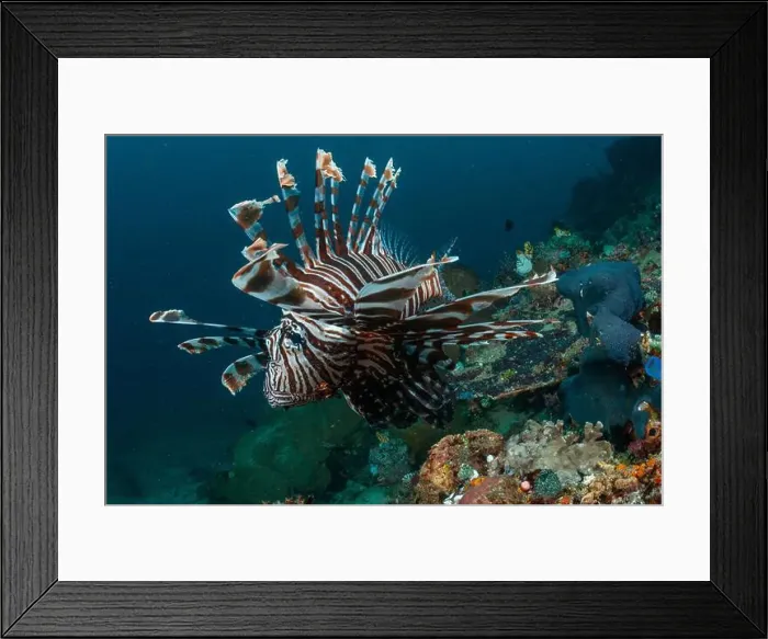 Framed Print : Reefscape - Bangka Island Framed Print : Reefscape - Bangka Island