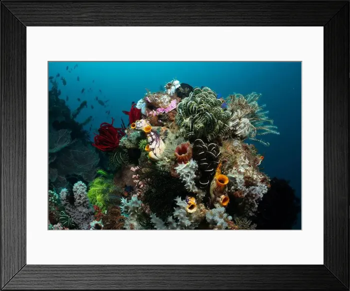 Framed Print : Reefscape - Bangka Island Framed Print : Reefscape - Bangka Island