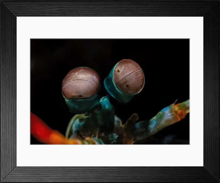 Framed Print : Macro life - Bangka Island Framed Print : Macro life - Bangka Island