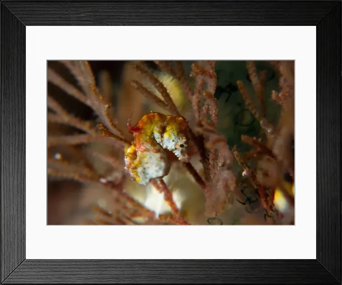Framed Print : Macro life - Bangka Island Framed Print : Macro life - Bangka Island