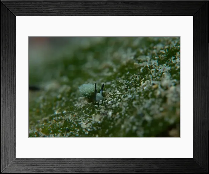 Framed Print : Macro life - Bangka Island Framed Print : Macro life - Bangka Island