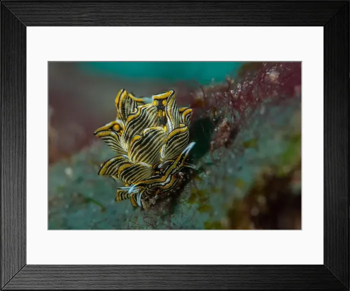 Framed Print : Macro life - Bangka Island
