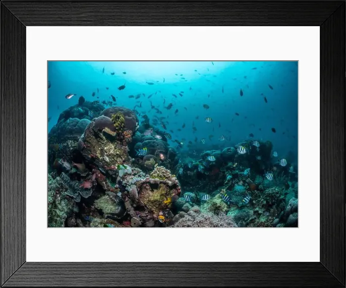 Framed Print : Reefscape - Bangka Island Framed Print : Reefscape - Bangka Island