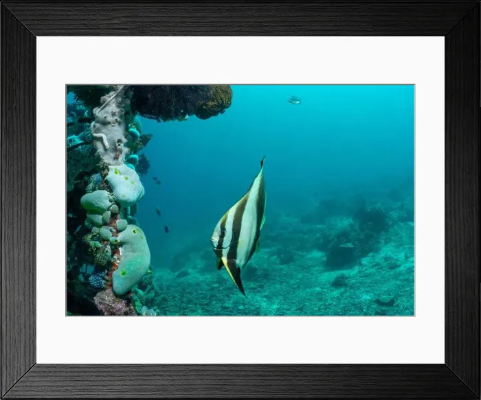Framed Print : Reefscape - Bangka Island Framed Print : Reefscape - Bangka Island