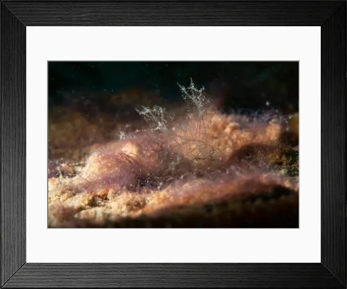 Framed Print : Macro life - Bangka Island Framed Print : Macro life - Bangka Island