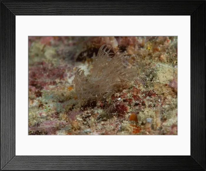 Framed Print : Melibe - Ghost Nudi Framed Print : Melibe - Ghost Nudi