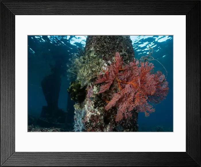 Framed Print : Reefscape - Bangka Island Framed Print : Reefscape - Bangka Island