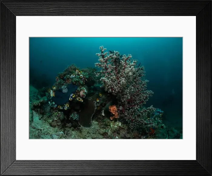 Framed Print : Reefscape - Bangka Island Framed Print : Reefscape - Bangka Island