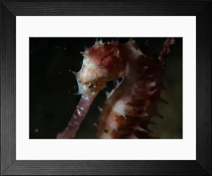 Framed Print : Macro life - Bangka Island Framed Print : Macro life - Bangka Island