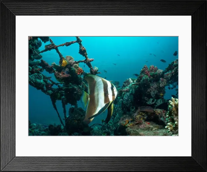 Framed Print : Reefscape - Bangka Island Framed Print : Reefscape - Bangka Island