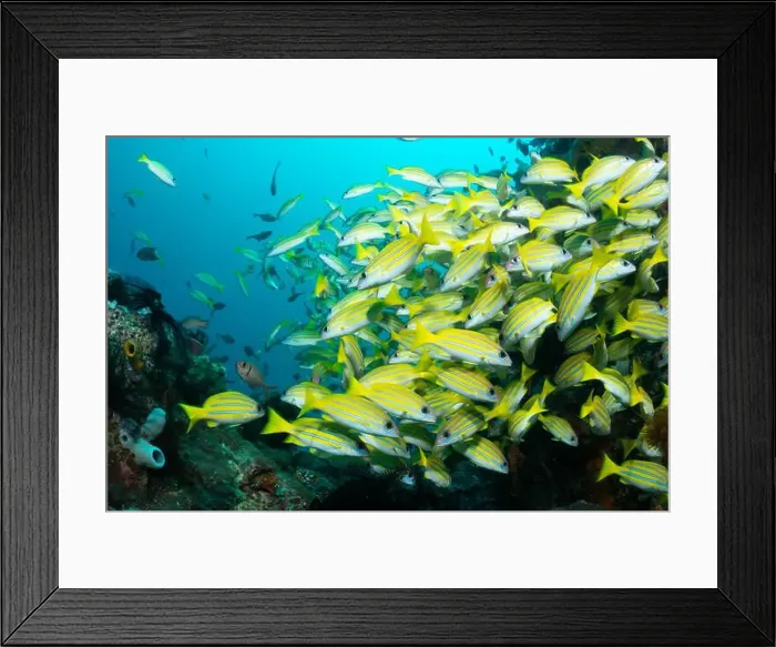 Framed Print : Reefscape - Bangka Island Framed Print : Reefscape - Bangka Island
