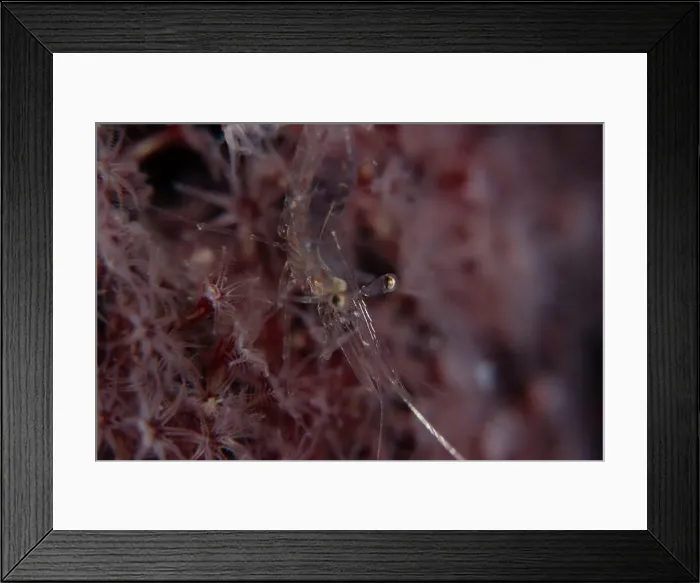 Framed Print : Macro life - Bangka Island