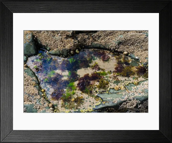 Framed Print : Rock pool on the beach at Ballywalter with seaweeds barnacles and limpets Framed Print : Rock pool on the beach at Ballywalter with seaweeds barnacles and limpets