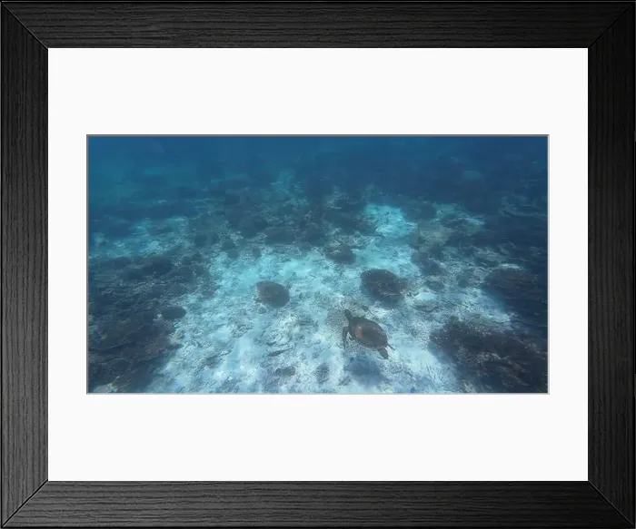 Framed Print : Photography of fish, turtle and corals in Oman near Muscat during spring sunny day Framed Print : Photography of fish, turtle and corals in Oman near Muscat during spring sunny day