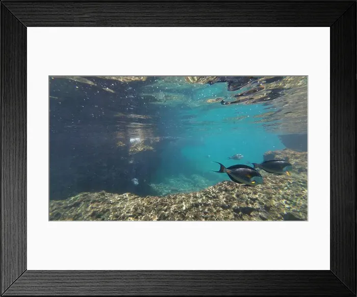 Framed Print : Photography of fish and corals in Oman near Muscat during spring sunny day Framed Print : Photography of fish and corals in Oman near Muscat during spring sunny day