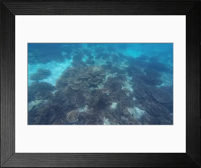 Framed Print : Photography of fish, turtle and corals in Oman near Muscat during spring sunny day Framed Print : Photography of fish, turtle and corals in Oman near Muscat during spring sunny day