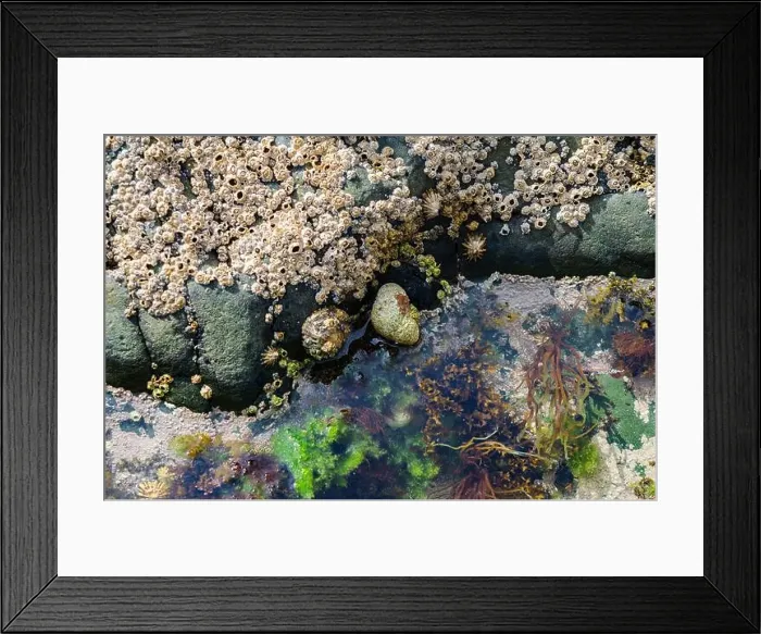 Framed Print : Rock pool on the beach at Ballywalter with seaweeds barnacles and limpets