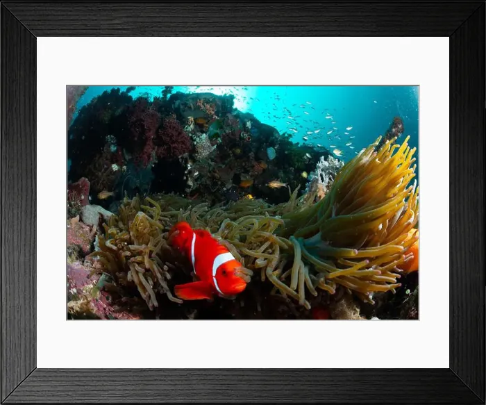Framed Print : Reefscape - Bangka Island Framed Print : Reefscape - Bangka Island
