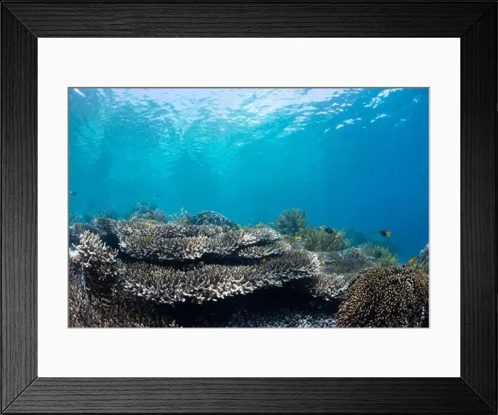 Framed Print : Reefscape - Bangka Island Framed Print : Reefscape - Bangka Island